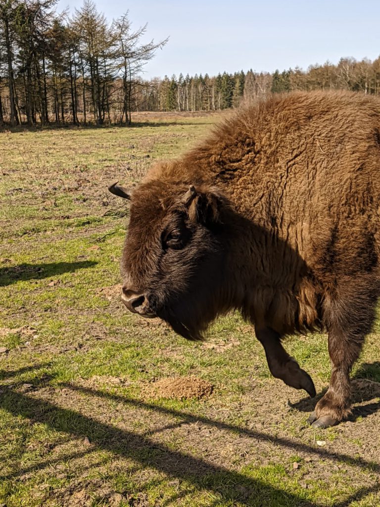 Wisent Cuhavener Heide